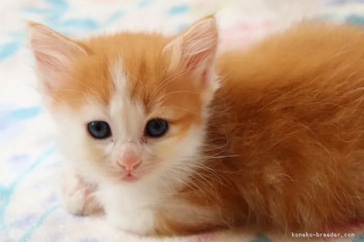 ID：2205-01189の子猫