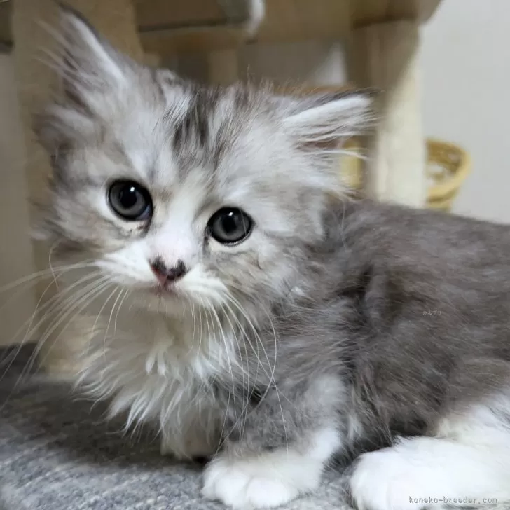 ID:2406-02653の子猫
