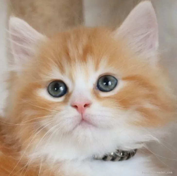 ID:2405-00288の子猫