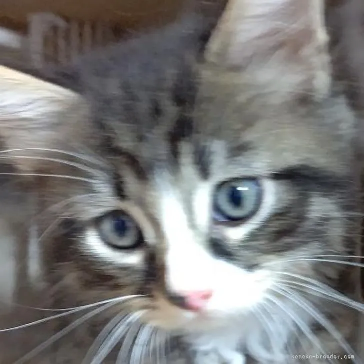 ID:2206-00822の子猫