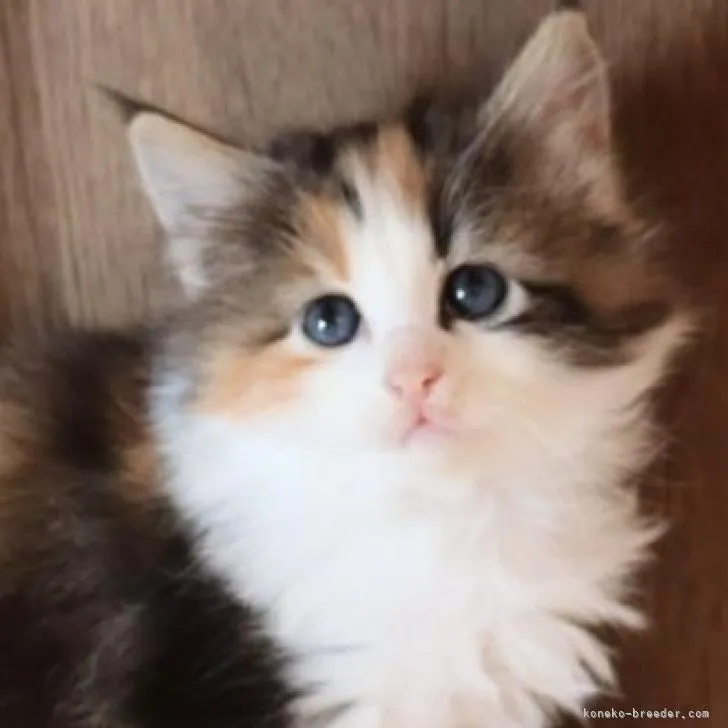 ID:2303-00991の子猫