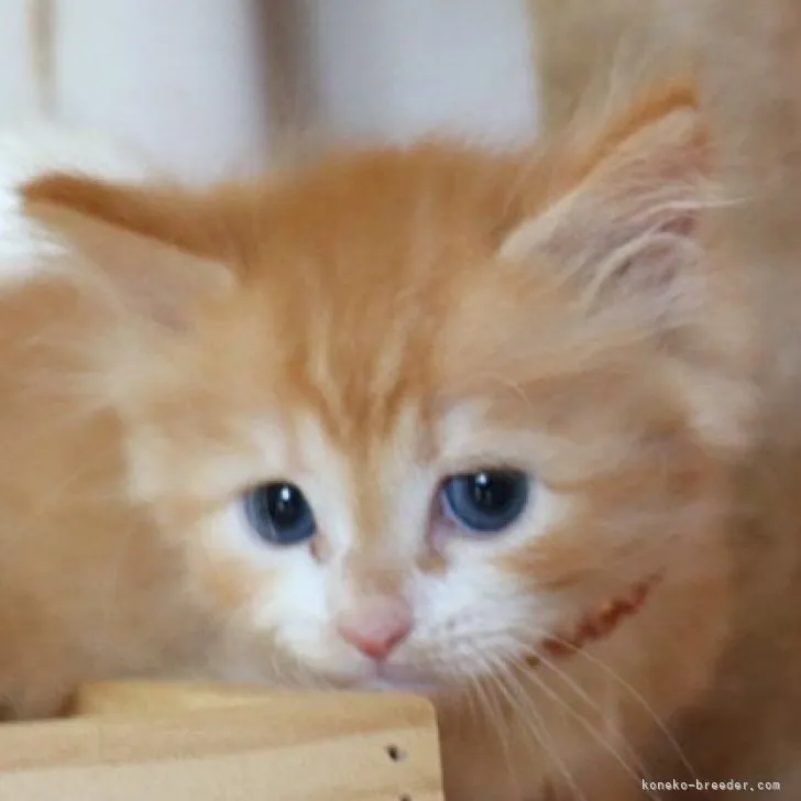 ID:2307-03091の子猫