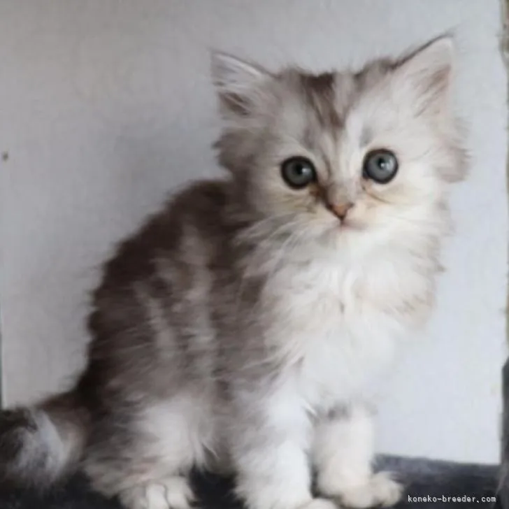 M.Ｉ 様のお迎えした子猫