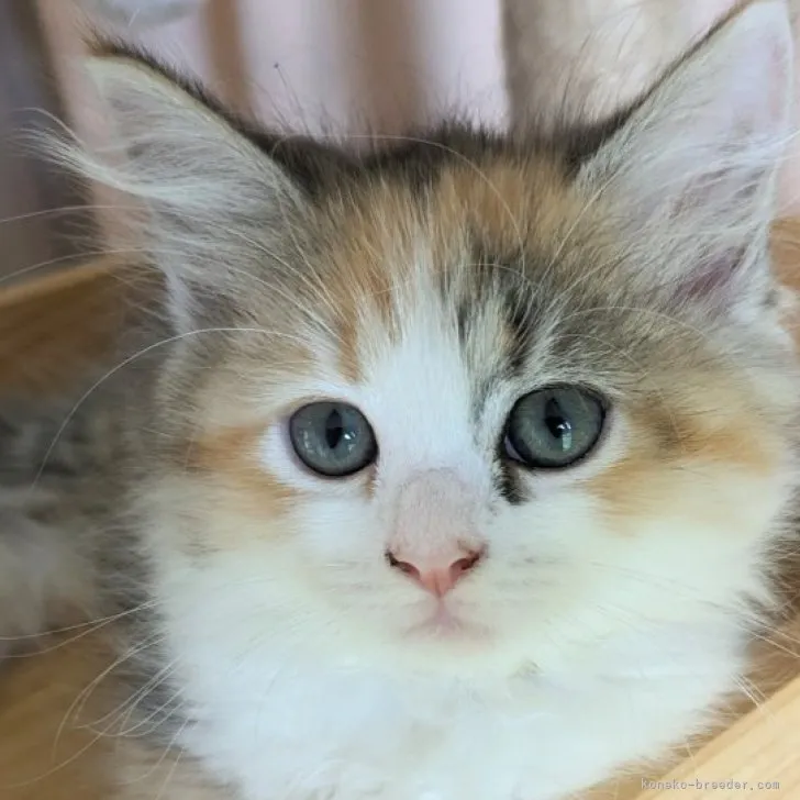 ID:2307-03093の子猫