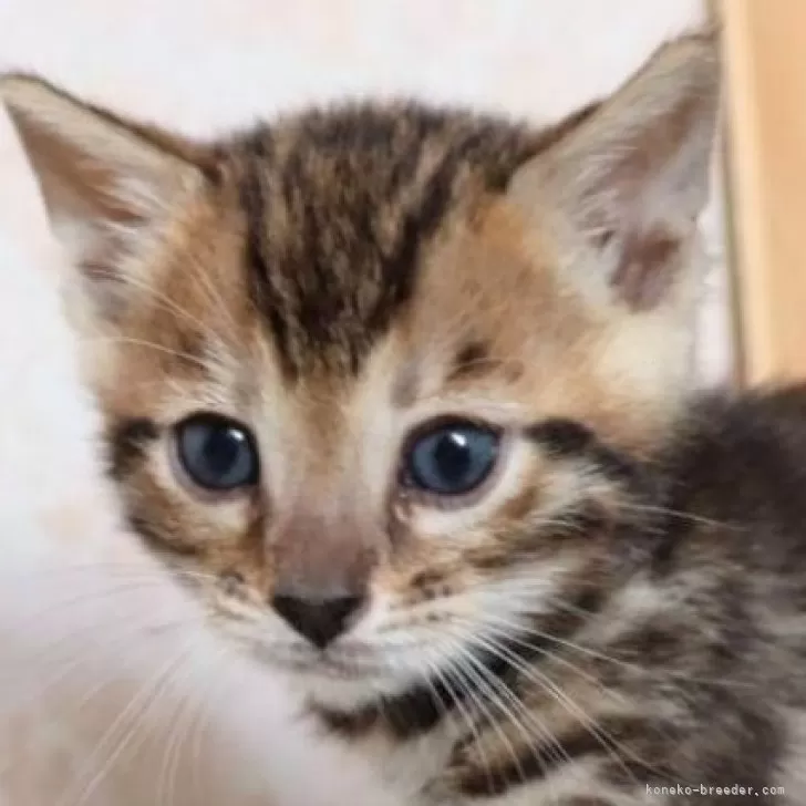 E.K 様のお迎えした子猫