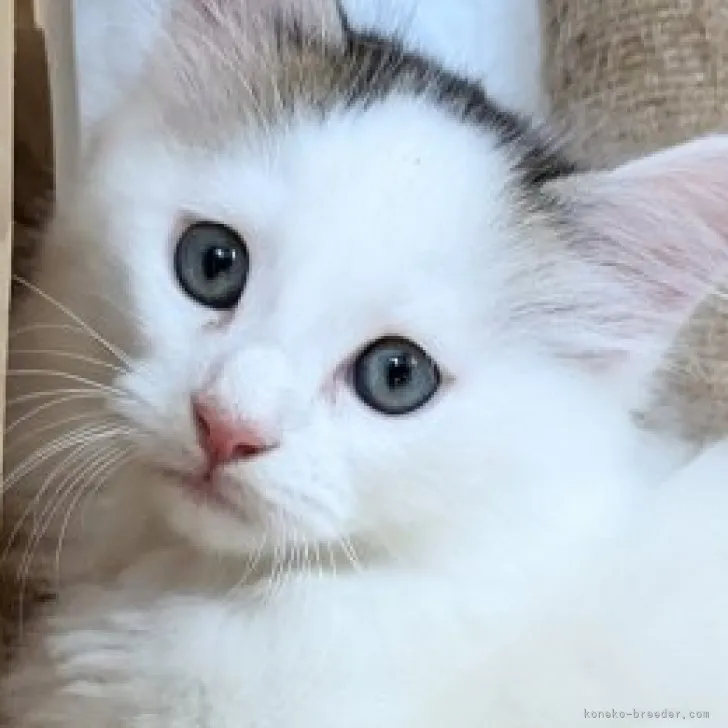 ID:2311-00779の子猫