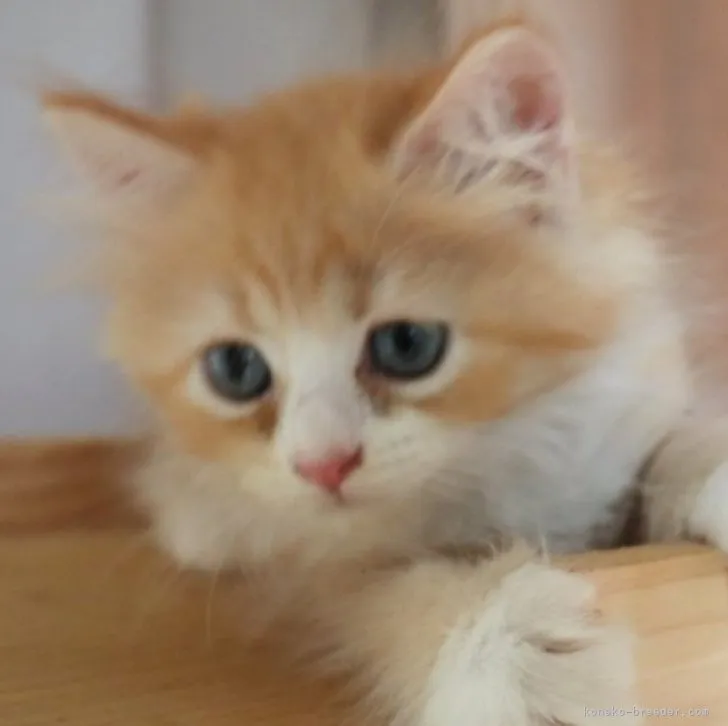 ID：2307-03099の子猫
