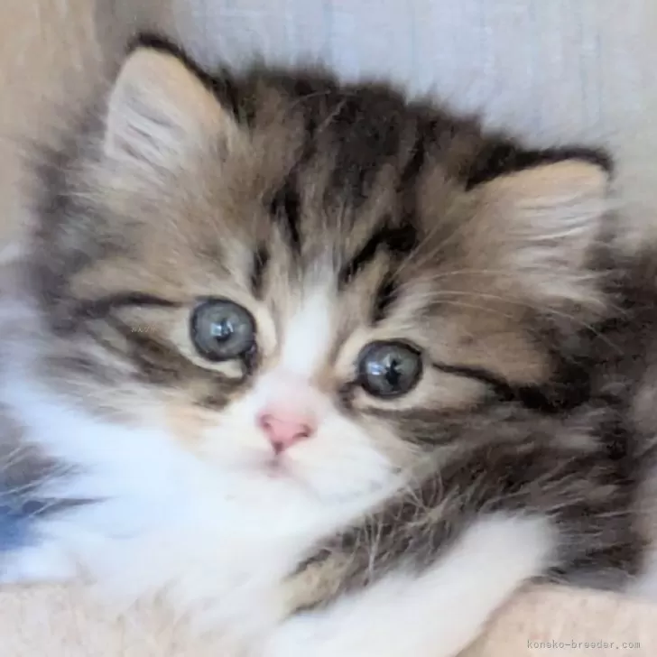 ねこちゅ~る 様のお迎えした子猫