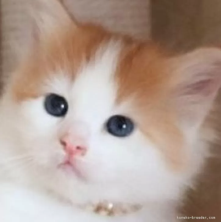 ID：2405-00290の子猫