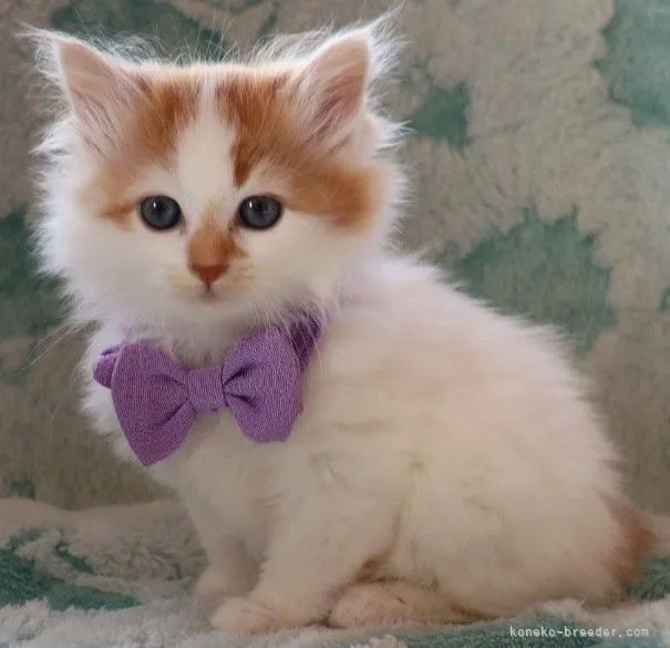 ID：2112-02367の子猫