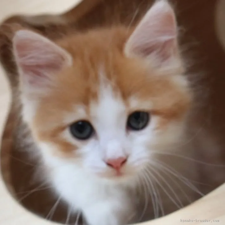 ID:2306-01923の子猫