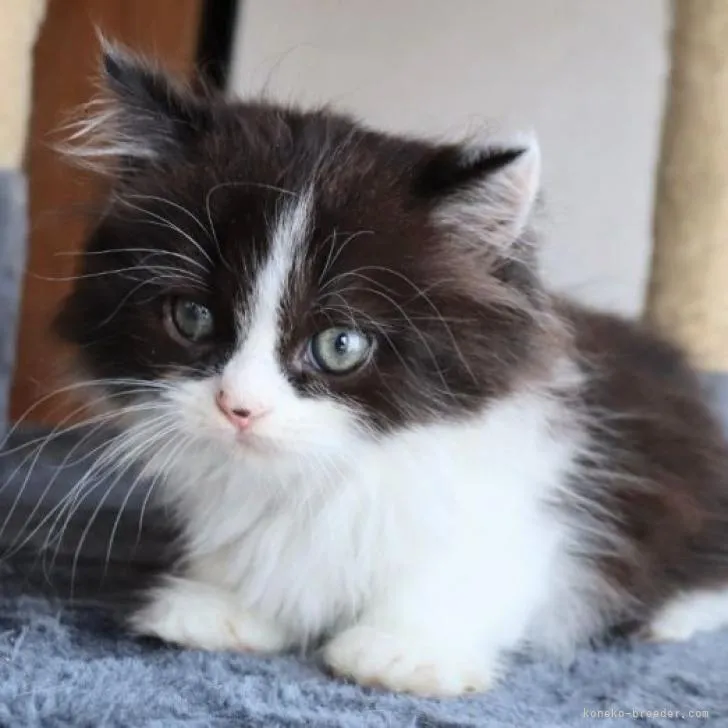 ID:2208-03191の子猫