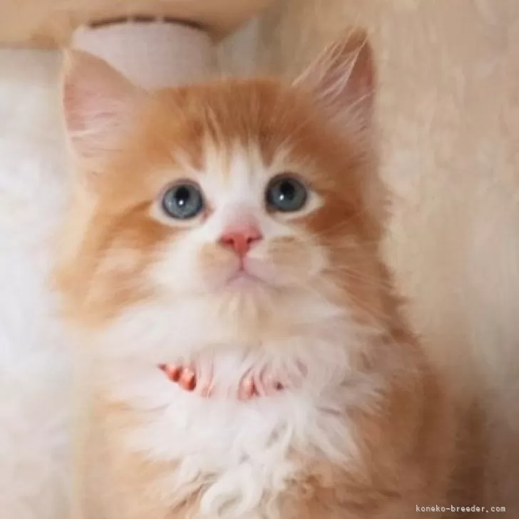 ID：2406-01806の子猫
