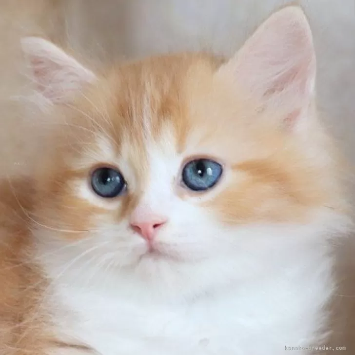 ID：2405-00287の子猫