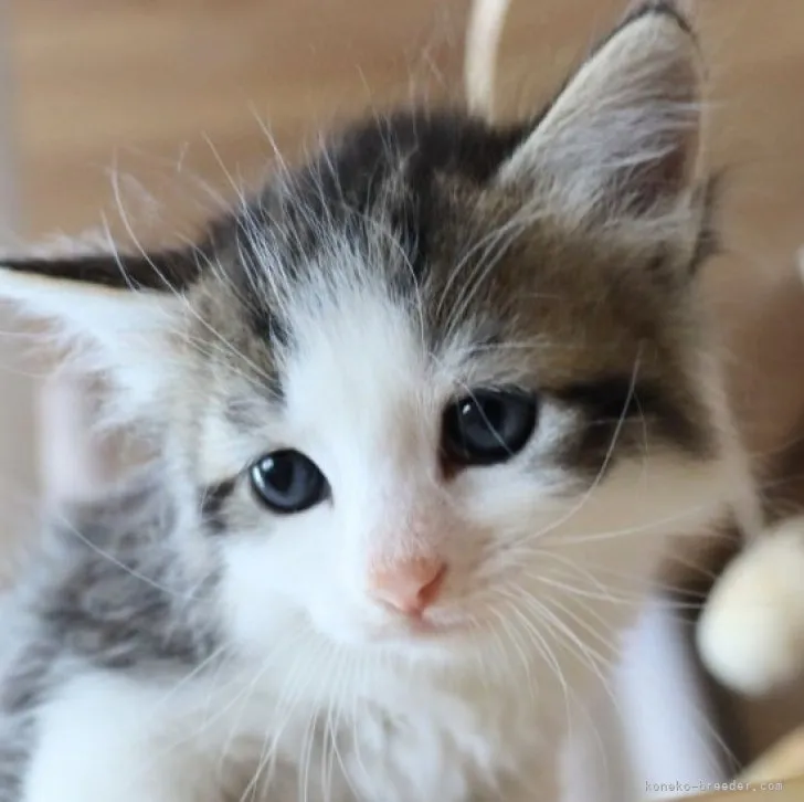 ID:2306-01926の子猫