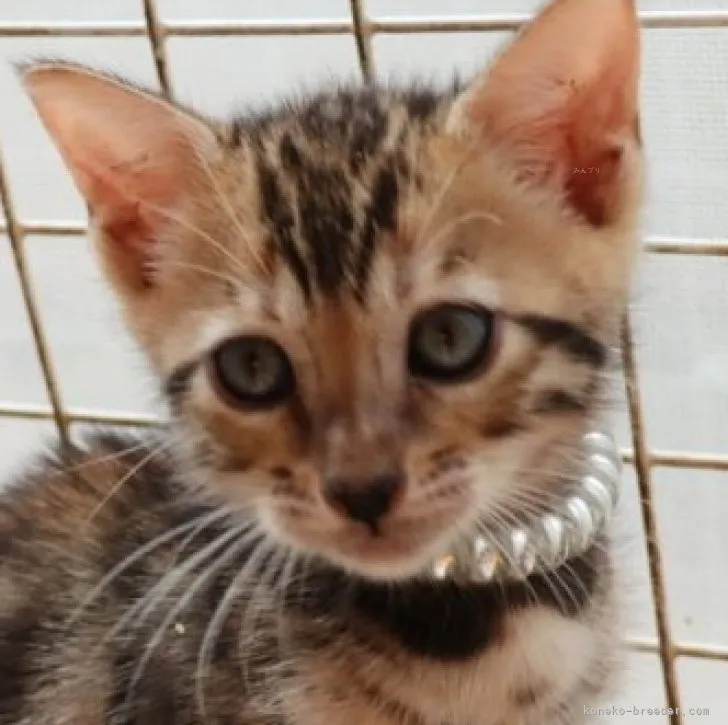 ID:2309-02860の子猫