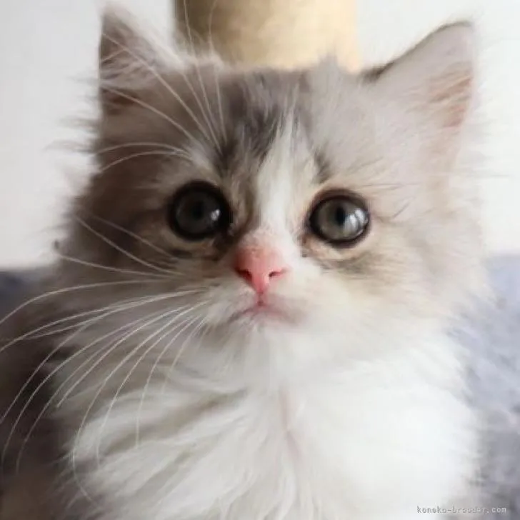 S.Y 様のお迎えした子猫