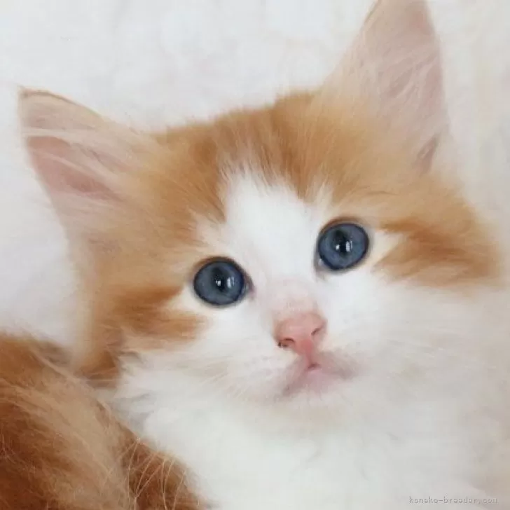 ID:2405-00289の子猫