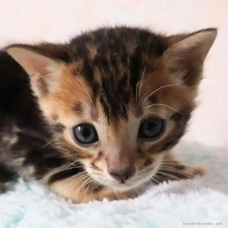 ID:2210-01559の子猫