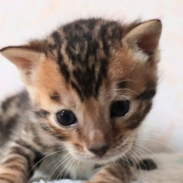 ベンガル【群馬県・男の子・2024年7月20日・ブラウンスポテットタビー】の写真「パッチリお目目のイケメン君❣️」