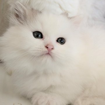 ミヌエット(短足)【群馬県・男の子・2024年10月26日・ブラウンタビー&ホワイト】の写真「クリスマスセール特価！ヨチヨチ可愛い男の子♥️」