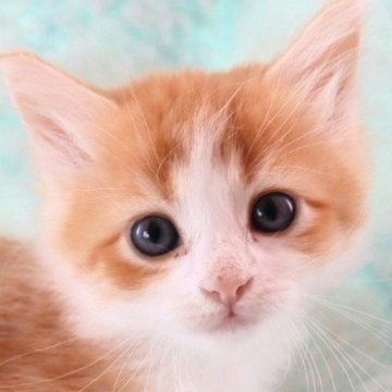 サイベリアン【群馬県・女の子・2024年5月10日・レッドタビー&ホワイト】の写真「人気のジーナベビー！とっても可愛い女の子♥」