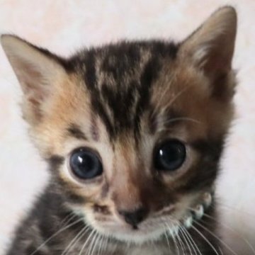 ベンガル【群馬県・男の子・2024年3月3日・ブラウンマーブルタビー】の写真「クリクリお目々がとっても可愛いマーブルちゃん❤️」