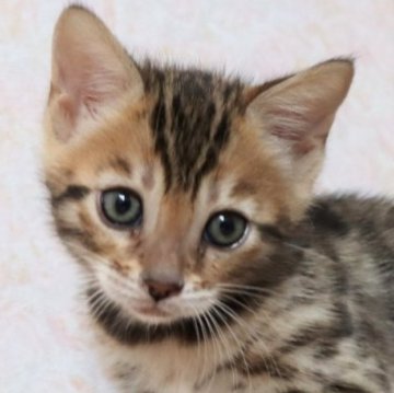 ベンガル【群馬県・女の子・2023年4月9日・ブラウンスポテットタビー】の写真「ハートマーク付きのとっても可愛い女の子♥」