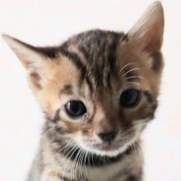 ベンガル【群馬県・女の子・2024年7月20日・ブラウンスポテットタビー】の写真「イケメン男子❤️もっと可愛くなりますよ！」