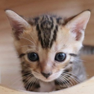 ベンガル【群馬県・女の子・2023年6月22日・ブラウンスポテットタビー】の写真「とっても可愛い女の子♥」