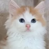 サイベリアン【群馬県・男の子・2024年8月20日・レッドタビー&ホワイト】の写真1