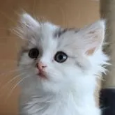 ミヌエット(短足)【群馬県・女の子・2022年7月27日・ブラウンタビー&ホワイト】の写真1