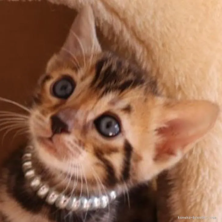 ID:2210-01554の子猫