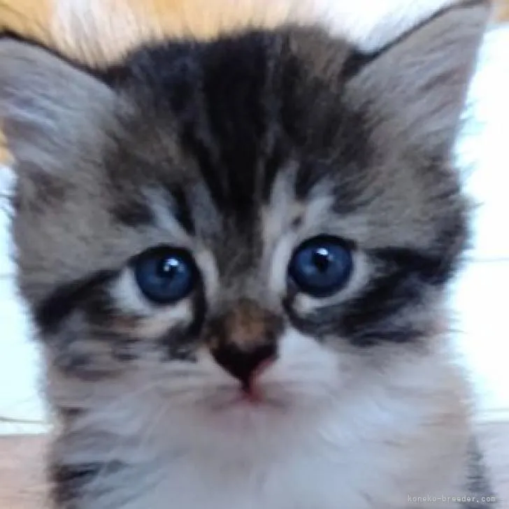 ID:2207-01745の子猫