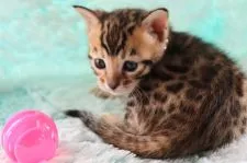 ベンガル【群馬県・女の子・2022年3月31日・ブラウンスポテットタビー】の写真2