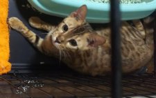 ベンガル【・女の子・2019年12月15日・ブラウンスポテットタビー】