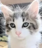 サイベリアン【群馬県・男の子・2024年10月18日・ブラウンタビー&ホワイト】の写真3