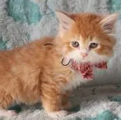 サイベリアン【群馬県・女の子・2021年11月20日・レッドタビー&ホワイト】の写真3