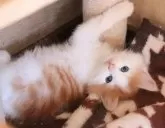 サイベリアン【群馬県・男の子・2024年8月20日・レッドタビー&ホワイト】の写真5