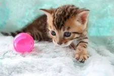 ベンガル【群馬県・女の子・2022年3月31日・ブラウンスポテットタビー】の写真5