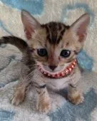 ベンガル【群馬県・女の子・2021年6月25日・ブラウンスポテッドタビー】の写真5