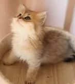 ミヌエット(長足)【群馬県・女の子・2024年6月12日・ブラウンスポテットタビー】の写真5