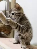 ベンガル【群馬県・男の子・2025年1月14日・ブラウンスポテットタビー】の写真10