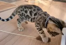 ベンガル【群馬県・男の子・2025年10月8日・ブラウンスポテッドタビー】の写真11