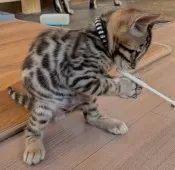 ベンガル【群馬県・男の子・2025年10月8日・ブラウンスポテッドタビー】の写真12