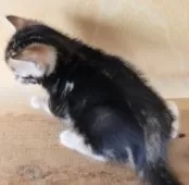 ベンガル【群馬県・女の子・2025年8月2日・ブラウンマーブルドタビー】の写真12