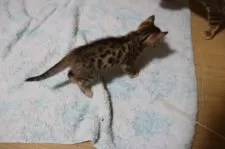 ベンガル【群馬県・男の子・2025年1月14日・ブラウンスポテットタビー】の写真12