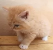 サイベリアン【群馬県・男の子・2025年4月3日・レッドタビー&ホワイト】の写真12