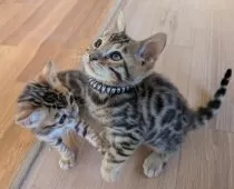 ベンガル【群馬県・男の子・2025年10月8日・ブラウンスポテッドタビー】の写真13