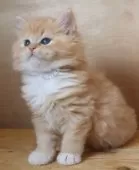 サイベリアン【群馬県・男の子・2025年4月3日・レッドタビー&ホワイト】の写真13